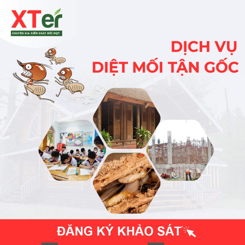 dich vu diet moi tan goc 3 1 e1753777228984