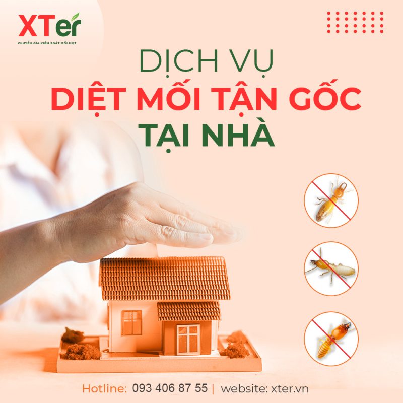 Dịch vụ diệt mối trong tường nhà