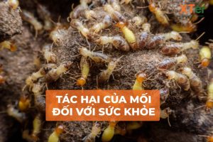 tac hai cua moi doi voi suc khoe con nguoi 1