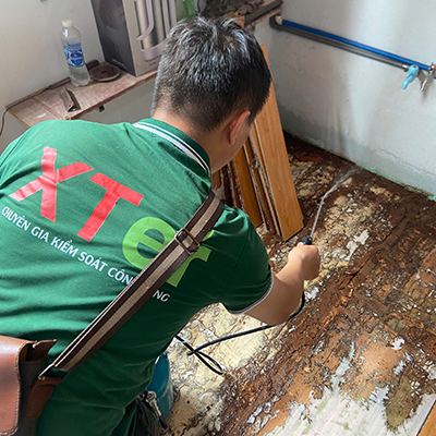 Dịch vụ diệt mối tận gốc tại Gò Vấp