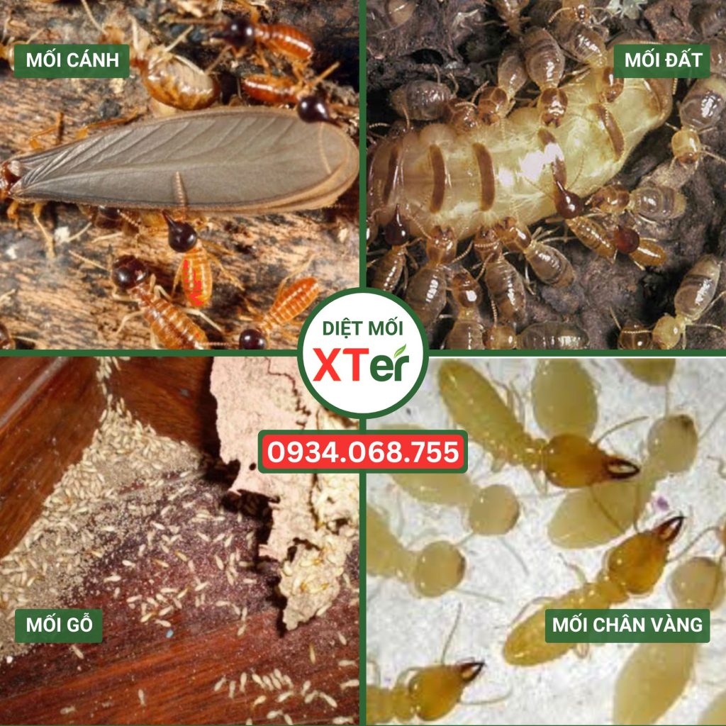 diet moi xter 1 1