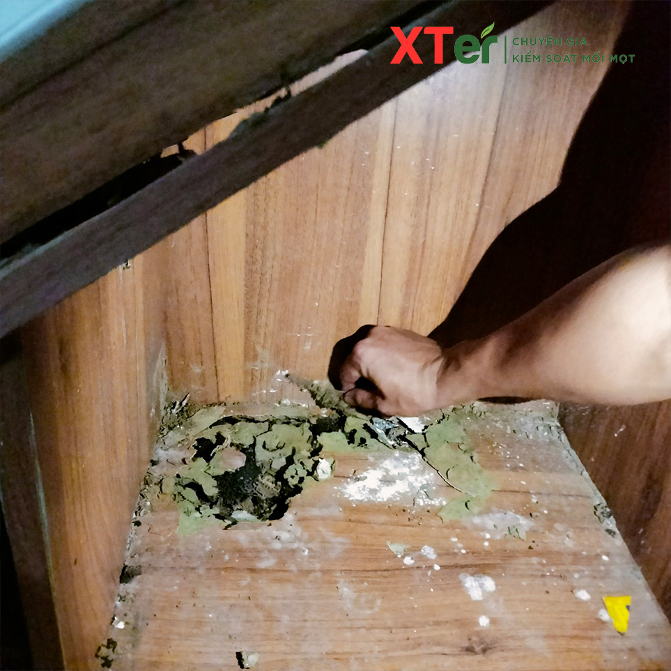 Mối gây mốc và hư đồ gỗ