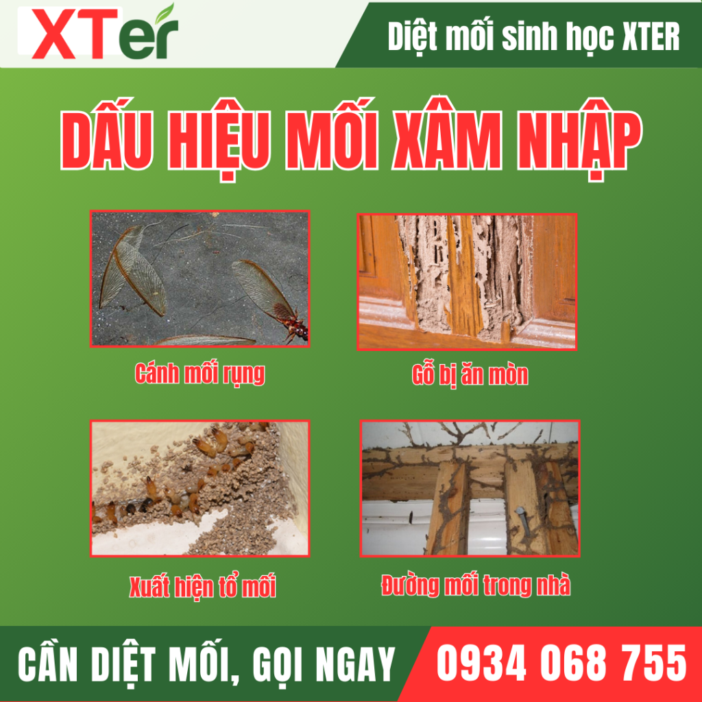 dau hieu moi xam nhap