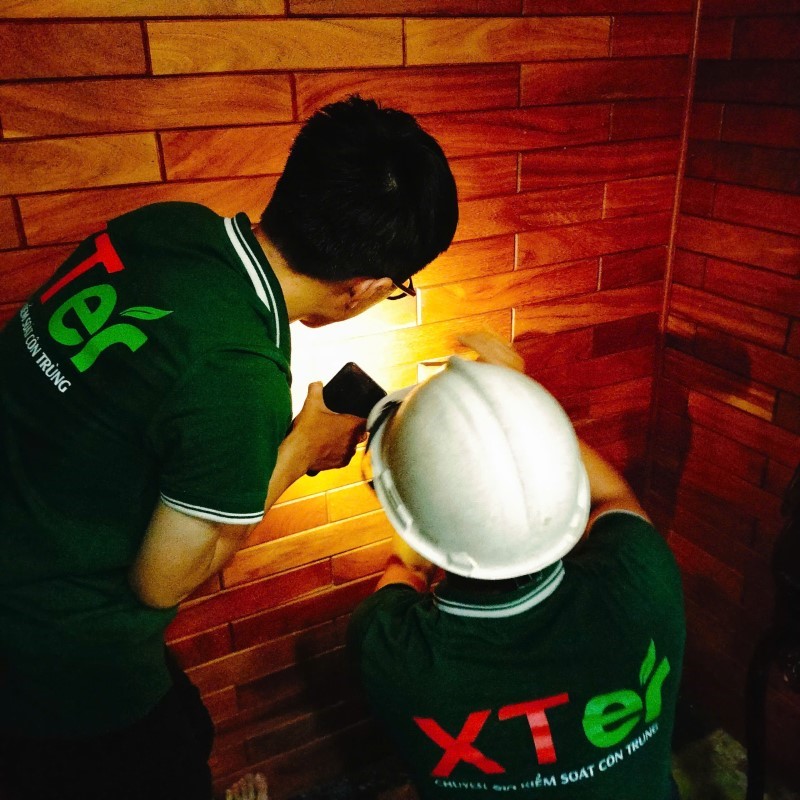 Dịch vụ diệt mối tận gốc tại Bình Dương