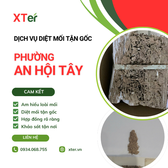 Dịch vụ diệt mối tận gốc tại An Hội Tây